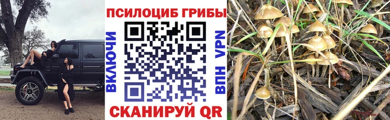 Псилоцибиновые грибы MAGIC MUSHROOMS  купить   Прохладный 